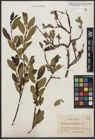 Foto von Salix phylicifolia L.